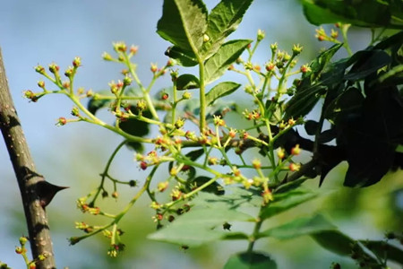 花椒树可以嫁接月季吗