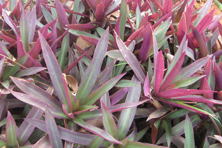 紫鸭拓草的养殖办法和注意些什么