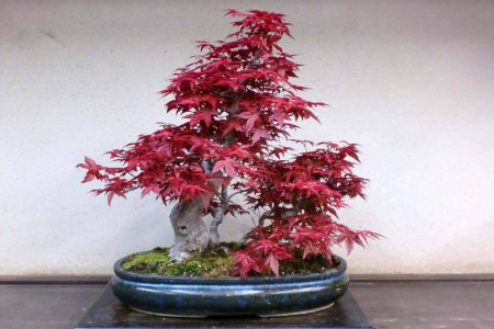 日本红枫盆景怎么种植