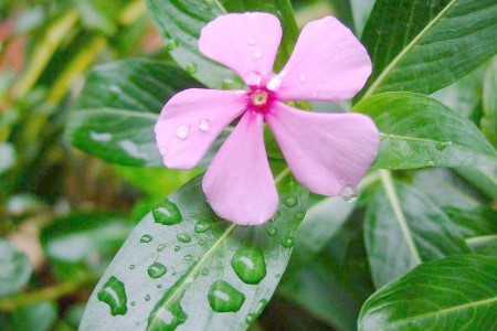 长春花夏天怎么种植