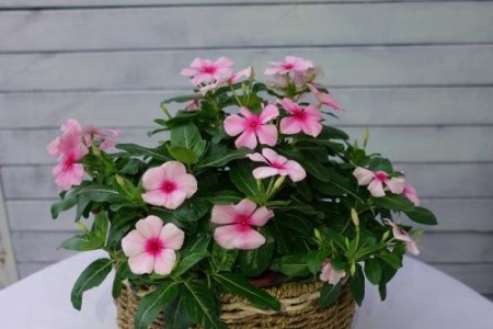 长春花夏天怎么种植