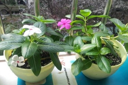 长春花夏天怎么种植