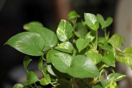 室内吸甲醛最好的植物排名，快看看你家有沒有