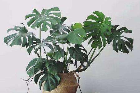 室内吸甲醛最好的植物排名，快看看你家有沒有