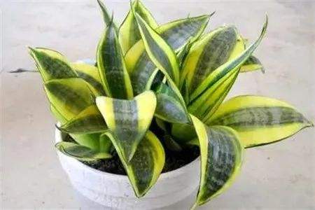 室内吸甲醛最好的植物排名，快看看你家有沒有