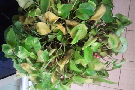 绿萝长得好越好,甲醛越大?