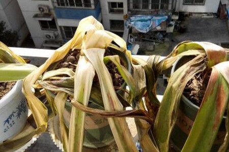 朱顶红冬天剪叶子吗，几月份剪？