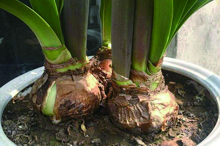 朱顶红冬天剪叶子吗，几月份剪？