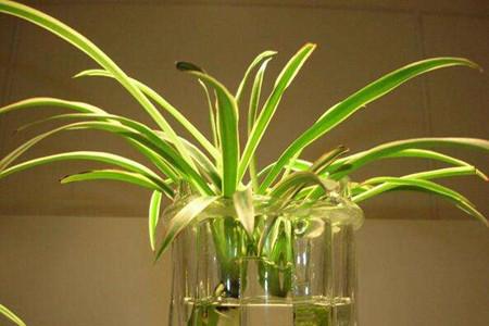 银边吊兰的养殖办法和注意些什么