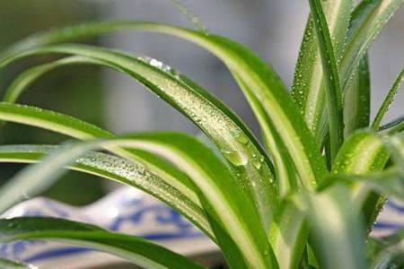 银边吊兰的养殖办法和注意些什么