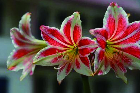 朱顶红哪个品种最贵（品种大全图片）