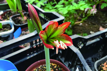 朱顶红哪个品种最贵（品种大全图片）