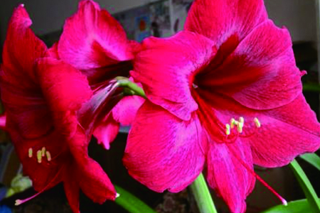 朱顶红哪个品种最贵（品种大全图片）