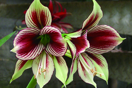 朱顶红哪个品种最贵（品种大全图片）