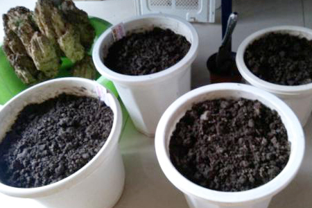 黄杨的养殖办法和注意些什么