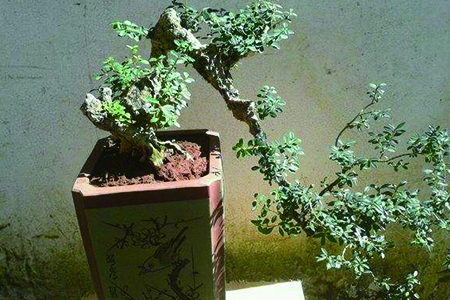 黄杨的养殖办法和注意些什么