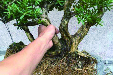 黄杨的养殖办法和注意些什么