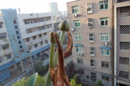 朱顶红怎么繁殖新品种