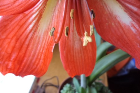 朱顶红怎么繁殖新品种