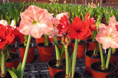 朱顶红怎么繁殖新品种