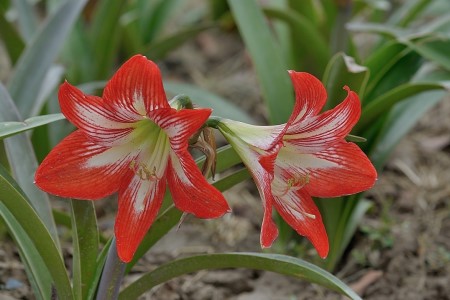 朱顶红怎么繁殖新品种