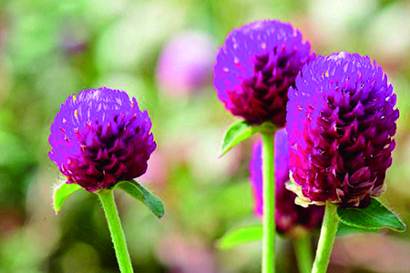 千日红的养殖办法和注意些什么