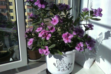 长春花的养殖办法和注意些什么