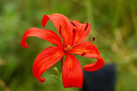 山丹丹花的养殖办法和注意些什么