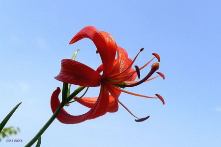 山丹丹花的养殖办法和注意些什么