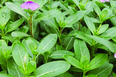 长春花花期可以摘心吗