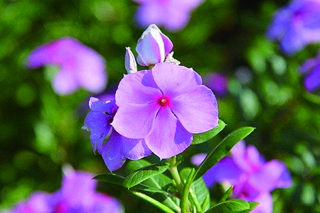 长春花花期可以摘心吗