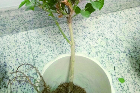 新买的茉莉怎么种植