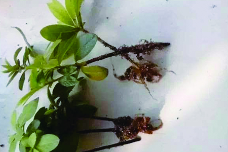 长春花换盆注意些什么