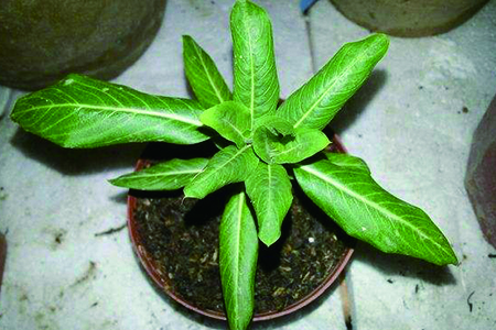 长春花换盆注意些什么