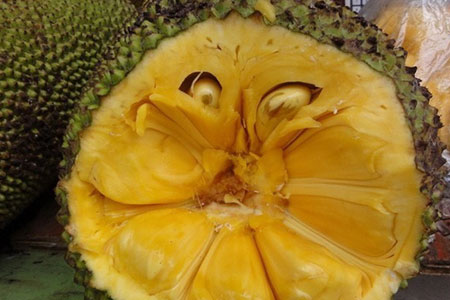 菠萝蜜的核能吃吗
