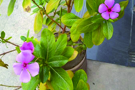 长春花黄叶子什么问题