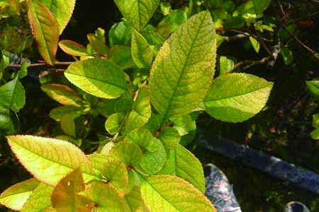 长春花黄叶子什么问题