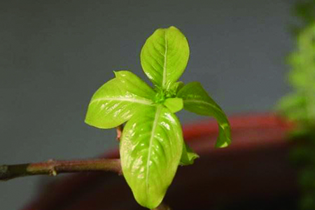 长春花黄叶子什么问题