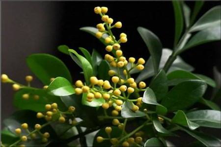 米兰花的养殖办法和注意些什么