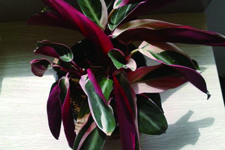 箭羽竹芋的养殖办法和注意些什么