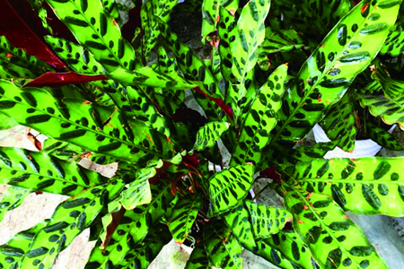 箭羽竹芋的养殖办法和注意些什么