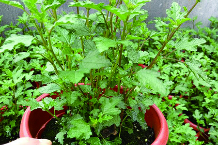 盆栽木槿花怎么种植