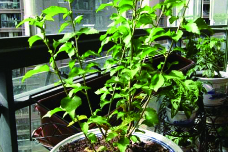 盆栽木槿花怎么种植