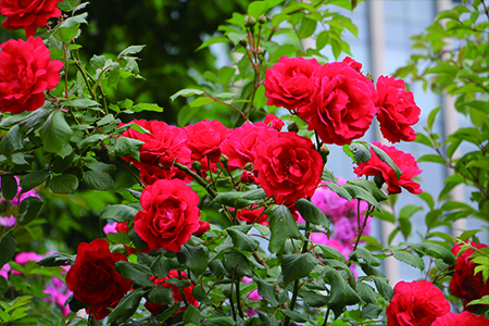 月季花的栽培办法