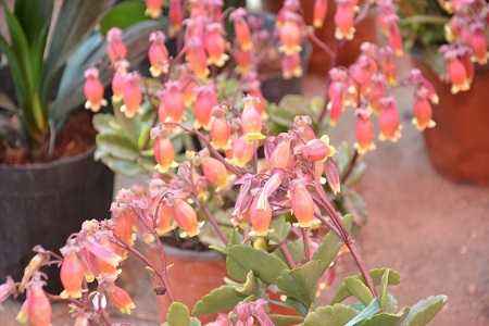 宫灯长寿花夏天怎么种植