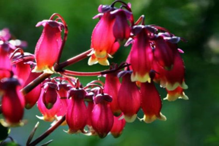 宫灯长寿花夏天怎么种植