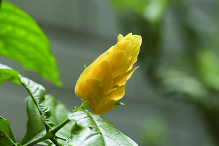 金苞花的养殖办法和注意些什么