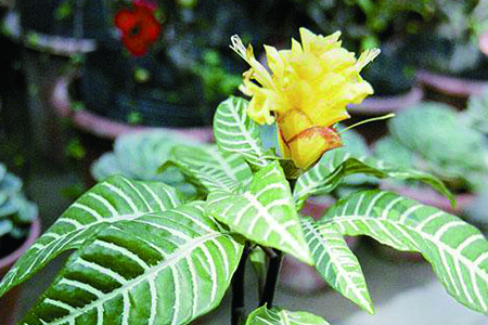 金苞花的养殖办法和注意些什么