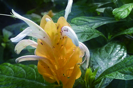 金苞花的养殖办法和注意些什么