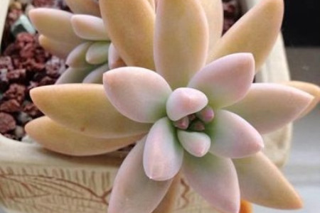 多肉秋丽怎么种植